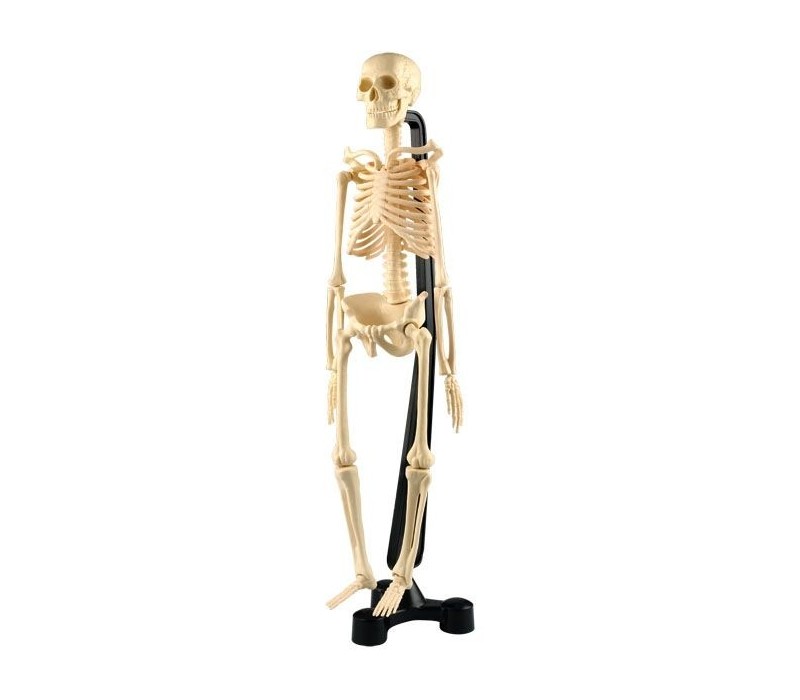 Küçük İnsan İskeleti